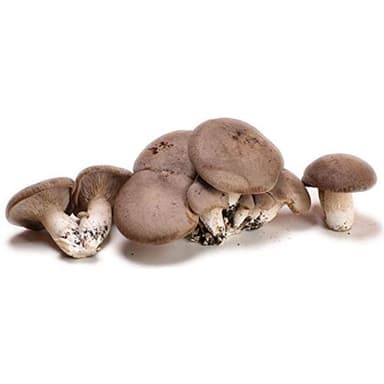 La zappa Balletta per la Produzione Professionale di Funghi Cardoncelli Pleurotus Eryngii Ideale per la Coltivazione del Fungo Cardoncello Pugliese Substrato e Ceppo (1)