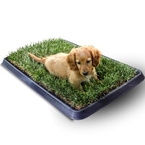 Kit S cane PetZolla - Lettiera per cani in Vera Erba con Vassoio Riutilizzabile 60x40 cm, Traversine cani 100% naturali e atossiche, lettiera cani in vero prato dura fino a 4 Settimane